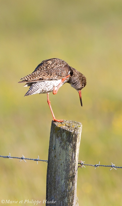 Chevalier gambette 0043_wm.jpg - Chevalier gambette, Common Redshank, Tringa totanus (Danemark, juin 2011)